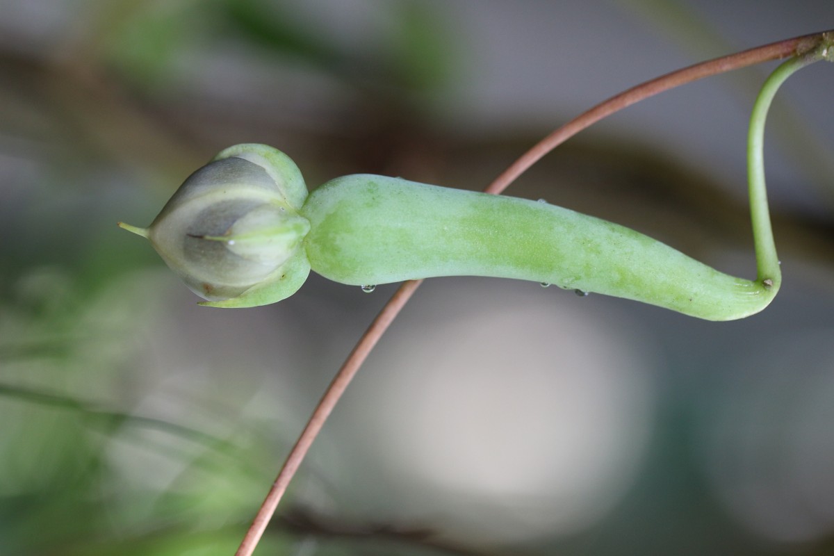 Ipomoea muricata (L.) Jacq.